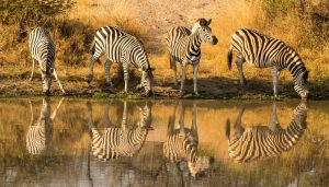 Lee más sobre el artículo Parque Kruger
