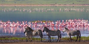 Lee más sobre el artículo Cráter del Ngorongoro