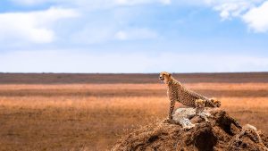 Lee más sobre el artículo Serengeti