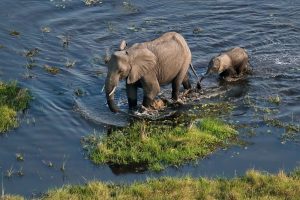 Lee más sobre el artículo Delta del Okavango