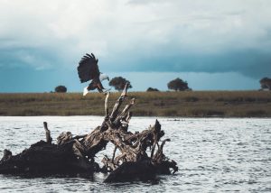 Lee más sobre el artículo Parque Nacional Chobe