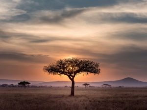 Lee más sobre el artículo Cuándo Viajar a África: Mejor Época para Safaris y Destinos de Lujo