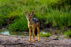 Lee más sobre el artículo Laikipia