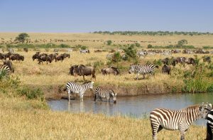 Lee más sobre el artículo Masai Mara