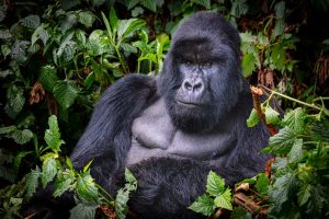Lee más sobre el artículo El día que un gorila me miró a los ojos… y todo cambió – Gorila Trekking en Ruanda.