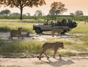 Lee más sobre el artículo Safaris de lujo en Africa: el nuevo viaje que los latinos están eligiendo
