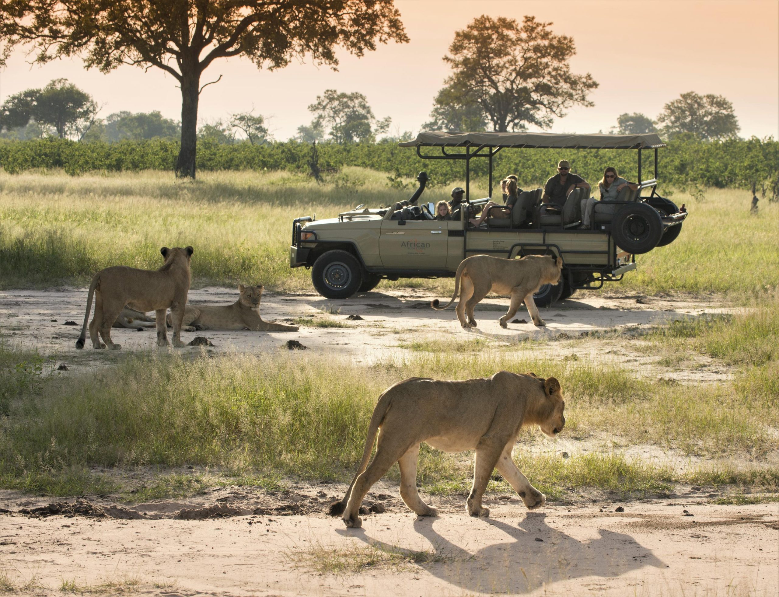 Safaris privados, solo para ustedes