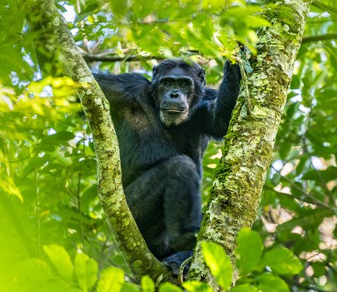 Nyungwe Forest National Park