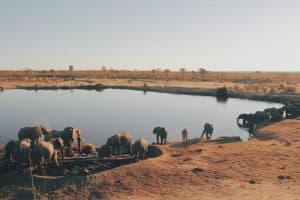 Lee más sobre el artículo Hwange National Park