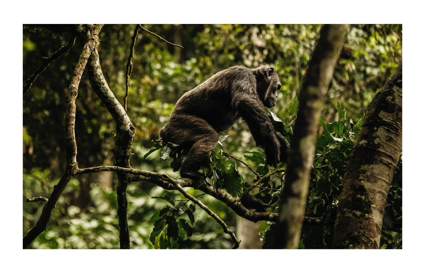 Nyungwe Forest National Park