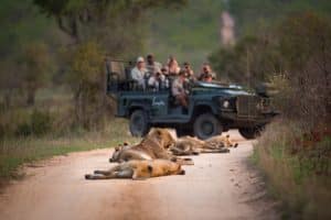Lee más sobre el artículo ¿Cuánto cuesta un safari de lujo en África? Guía de precios 2026